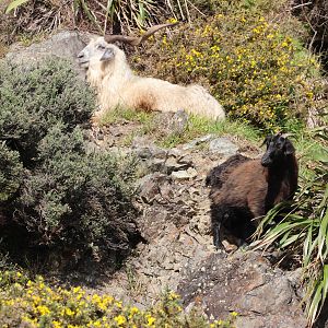 Feral Goat (Capra aegagrus hircus) duo, Pencarrow Coast Road (Lower Hutt, Wellington)