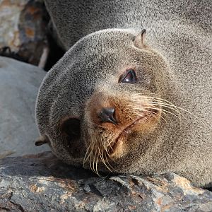 New Zealand Fur Seal (Arctocephalus forsteri), Pencarrow Coast Road (Lower Hutt, Wellington)