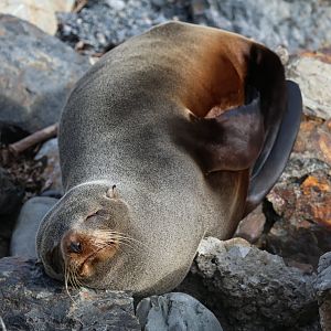 New Zealand Fur Seal (Arctocephalus forsteri), Pencarrow Coast Road (Lower Hutt, Wellington)