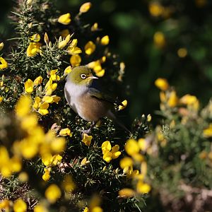 Silvereye (Zosterops lateralis lateralis), Pencarrow Coast Road (Lower Hutt, Wellington)