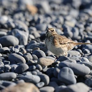 New Zealand Pipit (Anthus novaeseelandiae novaeseelandiae), Pencarrow Coast Road (Lower Hutt, Wellington)