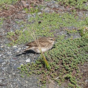 New Zealand Pipit (Anthus novaeseelandiae novaeseelandiae), Pencarrow Coast Road (Lower Hutt, Wellington)