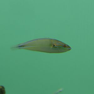 Kaminari-bera (Stethojulis terina)