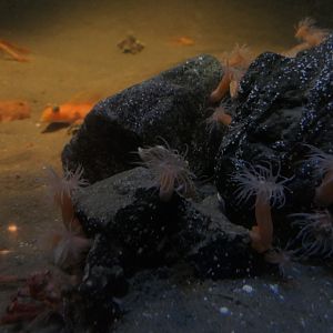 Halcuriid sea anemone (Halcuriidae)