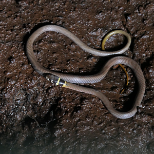 Collared Whipsnake (Demansia torquata)