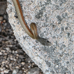 Collared Whipsnake (Demansia torquata)