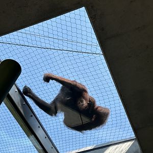 Tropical Forests- Orangutan