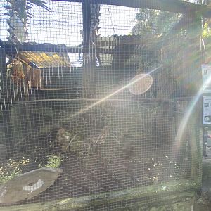 African grey parrot and cockatoo aviary