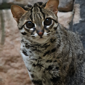 Palawan leopard cat (Prionailurus javanensis heaneyi)
