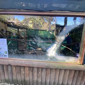 1st cotton top tamarin and common marmoset enclosure