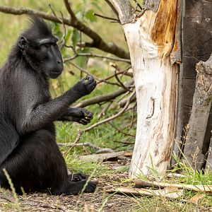 Sulawesi crested macaque : Whipsnade : 29 Jun 2025