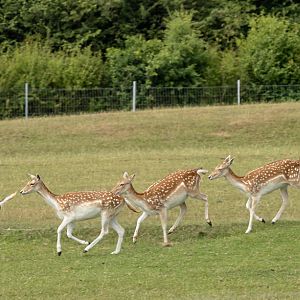 Fallow deer : Whipsnade : 29 Jun 2025