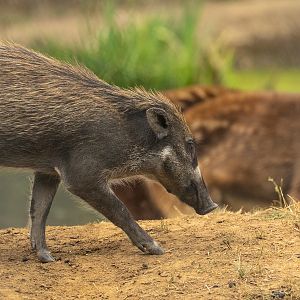 Visayan warty pig : Whipsnade : 29 Jun 2025