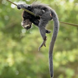 François's langur : Whipsnade : 29 Jun 2025