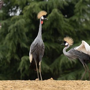Grey crowned-crane (Eastern grey crowned-crane) : Colchester Zoo : 17 Jul 2025