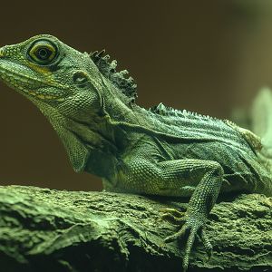 Gariau forest dragon : Colchester Zoo : 17 Jul 2025