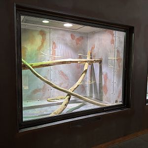 Mangrove monitor exhibit - Terrarium Staré Město