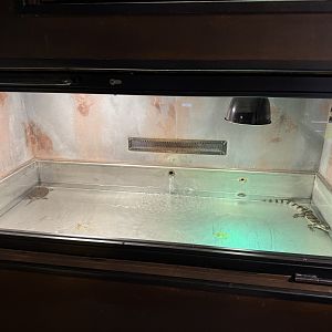 Small turtle and caiman exhibit - Terrarium Staré Město