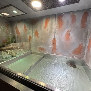 Larger Turtle and caiman exhibit - Terrarium Staré Město