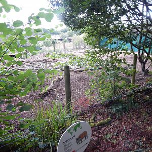 Red river hog enclosure 150725