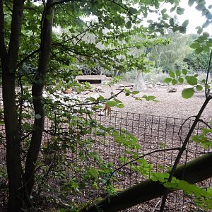 Red river hog enclosure 150725