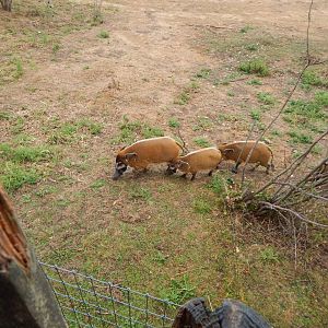 Red river hogs 150725