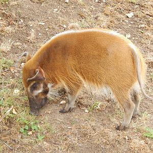 Red river hog 150725