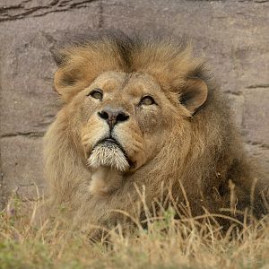 Lion (African lion) : Colchester Zoo : 17 Jul 2025