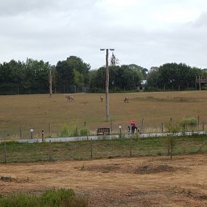 View towards enclosure for Giraffes, Roan antelope, Plains zebra 150725