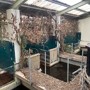 Pygmy hippopotamus indoors 150725