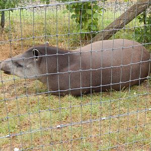 South American tapir 150725