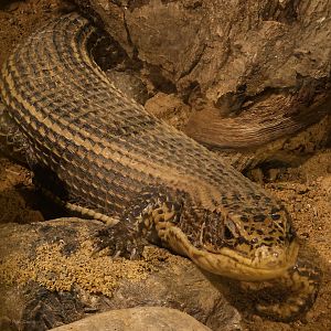 Giant plated lizard : Colchester Zoo : 17 Jul 2025