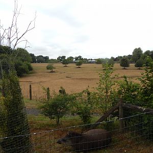 View towards enclosure for Southern white rhinoceros, Scimitar-horned oryx, Grevy's zebra 150725