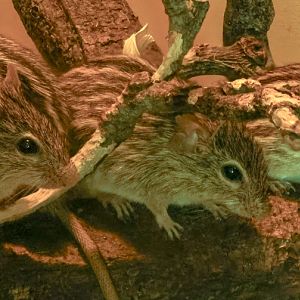 Barbary striped grass mouse : Cotswold WP : 04 Jul 2025