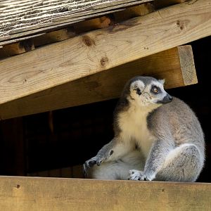 Ring-tailed lemur : Cotswold WP : 04 Jul 2025