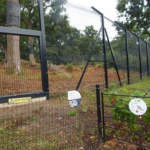 Snow leopard enclosure 150725