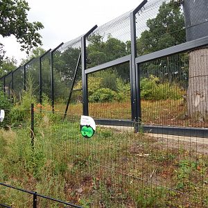 Snow leopard enclosure 150725