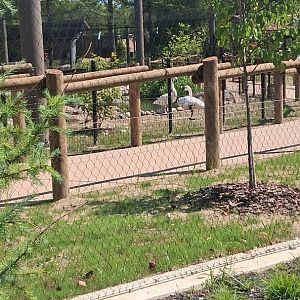 Trumper swans getting used to their new exhibit