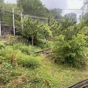 Snow leopard enclosure 150725