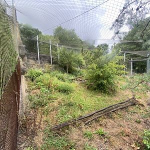 Snow leopard enclosure 150725