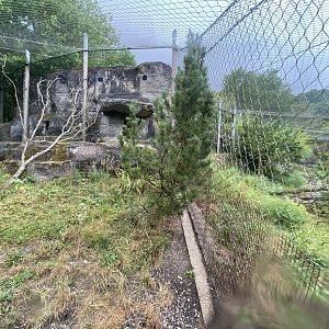 Snow leopard enclosure 150725