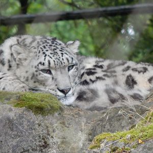 Snow leopard 150725