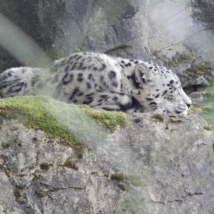 Snow leopard 150725