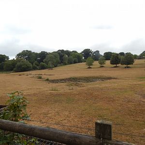 Enclosure for Southern white rhinoceros, Scimitar-horned oryx, Grevy's zebra 150725