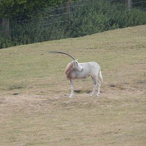 Scimitar-horned oryx 150725