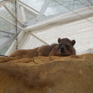 Thriving Through Nature - Common rock hyrax 150725