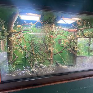 Bearded emperor tamarin and Pygmy marmoset enclosure 150725