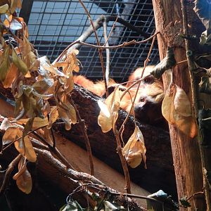 Golden lion tamarins 150725