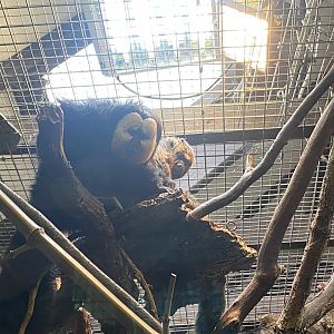 White-faced sakis 150725