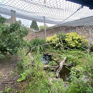 Enclosure for Cottontop tamarin, Chacoan mara 150725